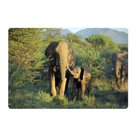 Магнитный плакат 3Х2 с принтом Слониха и слоненок в природе в Курске, Полимерный материал с магнитным слоем | 6 деталей размером 9*9 см | африка | африканский | бивни | большой | гигант джунгли | зоопарк | индийский | индия | лесной великан | мамонт | огромный | саванна | сафари | серый | слон | слоненок | слониха | стадо | уши | хобот