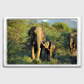 Магнит 45*70 с принтом Слониха и слоненок в природе в Курске, Пластик | Размер: 78*52 мм; Размер печати: 70*45 | африка | африканский | бивни | большой | гигант джунгли | зоопарк | индийский | индия | лесной великан | мамонт | огромный | саванна | сафари | серый | слон | слоненок | слониха | стадо | уши | хобот
