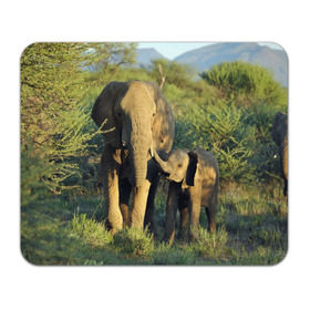 Коврик прямоугольный с принтом Слониха и слоненок в природе в Курске, натуральный каучук | размер 230 х 185 мм; запечатка лицевой стороны | африка | африканский | бивни | большой | гигант джунгли | зоопарк | индийский | индия | лесной великан | мамонт | огромный | саванна | сафари | серый | слон | слоненок | слониха | стадо | уши | хобот