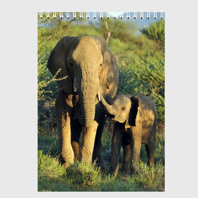 Скетчбук с принтом Слониха и слоненок в природе в Курске, 100% бумага
 | 48 листов, плотность листов — 100 г/м2, плотность картонной обложки — 250 г/м2. Листы скреплены сверху удобной пружинной спиралью | африка | африканский | бивни | большой | гигант джунгли | зоопарк | индийский | индия | лесной великан | мамонт | огромный | саванна | сафари | серый | слон | слоненок | слониха | стадо | уши | хобот