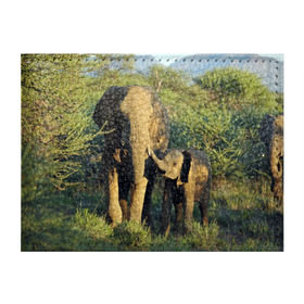 Обложка для студенческого билета с принтом Слониха и слоненок в природе в Курске, натуральная кожа | Размер: 11*8 см; Печать на всей внешней стороне | африка | африканский | бивни | большой | гигант джунгли | зоопарк | индийский | индия | лесной великан | мамонт | огромный | саванна | сафари | серый | слон | слоненок | слониха | стадо | уши | хобот
