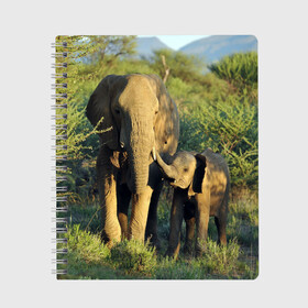 Тетрадь с принтом Слониха и слоненок в природе в Курске, 100% бумага | 48 листов, плотность листов — 60 г/м2, плотность картонной обложки — 250 г/м2. Листы скреплены сбоку удобной пружинной спиралью. Уголки страниц и обложки скругленные. Цвет линий — светло-серый
 | африка | африканский | бивни | большой | гигант джунгли | зоопарк | индийский | индия | лесной великан | мамонт | огромный | саванна | сафари | серый | слон | слоненок | слониха | стадо | уши | хобот