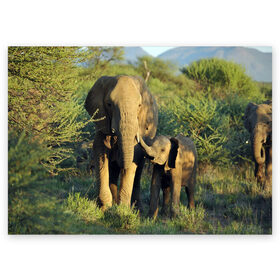 Поздравительная открытка с принтом Слониха и слоненок в природе в Курске, 100% бумага | плотность бумаги 280 г/м2, матовая, на обратной стороне линовка и место для марки
 | Тематика изображения на принте: африка | африканский | бивни | большой | гигант джунгли | зоопарк | индийский | индия | лесной великан | мамонт | огромный | саванна | сафари | серый | слон | слоненок | слониха | стадо | уши | хобот
