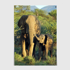 Постер с принтом Слониха и слоненок в природе в Курске, 100% бумага
 | бумага, плотность 150 мг. Матовая, но за счет высокого коэффициента гладкости имеет небольшой блеск и дает на свету блики, но в отличии от глянцевой бумаги не покрыта лаком | африка | африканский | бивни | большой | гигант джунгли | зоопарк | индийский | индия | лесной великан | мамонт | огромный | саванна | сафари | серый | слон | слоненок | слониха | стадо | уши | хобот