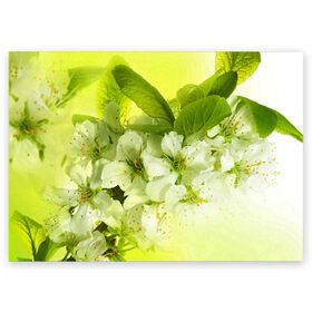 Поздравительная открытка с принтом Цветы яблони в Курске, 100% бумага | плотность бумаги 280 г/м2, матовая, на обратной стороне линовка и место для марки
 | белый | весна | дерево | зеленый | природа | растения | цветы | яблоня