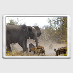 Магнит 45*70 с принтом Гиены охотятся на слона в Курске, Пластик | Размер: 78*52 мм; Размер печати: 70*45 | африка | африканский | бивни | большой | гигант джунгли | гиены | индийский | индия | лесной великан | мамонт | огромный | охота | саванна | сафари | серый | слон | слониха | стадо | уши | хобот