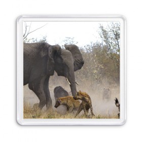 Магнит 55*55 с принтом Гиены охотятся на слона в Курске, Пластик | Размер: 65*65 мм; Размер печати: 55*55 мм | африка | африканский | бивни | большой | гигант джунгли | гиены | индийский | индия | лесной великан | мамонт | огромный | охота | саванна | сафари | серый | слон | слониха | стадо | уши | хобот