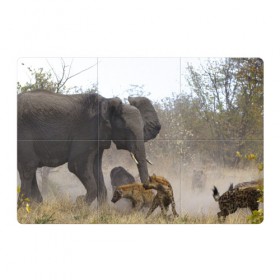 Магнитный плакат 3Х2 с принтом Гиены охотятся на слона в Курске, Полимерный материал с магнитным слоем | 6 деталей размером 9*9 см | африка | африканский | бивни | большой | гигант джунгли | гиены | индийский | индия | лесной великан | мамонт | огромный | охота | саванна | сафари | серый | слон | слониха | стадо | уши | хобот