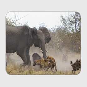 Коврик прямоугольный с принтом Гиены охотятся на слона в Курске, натуральный каучук | размер 230 х 185 мм; запечатка лицевой стороны | Тематика изображения на принте: африка | африканский | бивни | большой | гигант джунгли | гиены | индийский | индия | лесной великан | мамонт | огромный | охота | саванна | сафари | серый | слон | слониха | стадо | уши | хобот