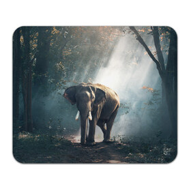 Коврик прямоугольный с принтом Слон в лесу в Курске, натуральный каучук | размер 230 х 185 мм; запечатка лицевой стороны | Тематика изображения на принте: африка | африканский | бивни | большой | гигант джунгли | зоопарк | индийский | индия | лесной великан | мамонт | огромный | саванна | сафари | серый | слон | слоненок | слониха | стадо | уши | хобот