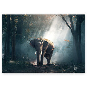 Поздравительная открытка с принтом Слон в лесу в Курске, 100% бумага | плотность бумаги 280 г/м2, матовая, на обратной стороне линовка и место для марки
 | Тематика изображения на принте: африка | африканский | бивни | большой | гигант джунгли | зоопарк | индийский | индия | лесной великан | мамонт | огромный | саванна | сафари | серый | слон | слоненок | слониха | стадо | уши | хобот