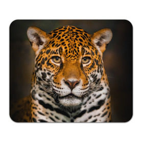 Коврик прямоугольный с принтом Jaguar в Курске, натуральный каучук | размер 230 х 185 мм; запечатка лицевой стороны | Тематика изображения на принте: глаза | дикая кошка | кошка | леопард | сафари | хищник | ягуар