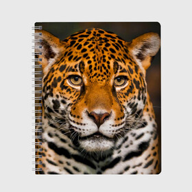 Тетрадь с принтом Jaguar в Курске, 100% бумага | 48 листов, плотность листов — 60 г/м2, плотность картонной обложки — 250 г/м2. Листы скреплены сбоку удобной пружинной спиралью. Уголки страниц и обложки скругленные. Цвет линий — светло-серый
 | глаза | дикая кошка | кошка | леопард | сафари | хищник | ягуар