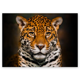 Поздравительная открытка с принтом Jaguar в Курске, 100% бумага | плотность бумаги 280 г/м2, матовая, на обратной стороне линовка и место для марки
 | Тематика изображения на принте: глаза | дикая кошка | кошка | леопард | сафари | хищник | ягуар