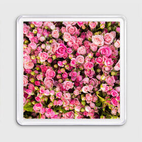 Магнит 55*55 с принтом Розовый рай в Курске, Пластик | Размер: 65*65 мм; Размер печати: 55*55 мм | бутон | лепестки | роза | розовый | розочка | цветок | цветы