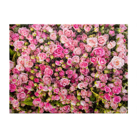Обложка для студенческого билета с принтом Розовый рай в Курске, натуральная кожа | Размер: 11*8 см; Печать на всей внешней стороне | бутон | лепестки | роза | розовый | розочка | цветок | цветы