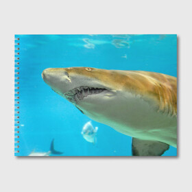 Альбом для рисования с принтом Тигровая акула в Курске, 100% бумага
 | матовая бумага, плотность 200 мг. | Тематика изображения на принте: голубое море | океан | рыба