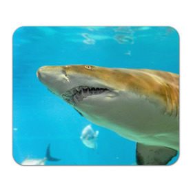 Коврик прямоугольный с принтом Тигровая акула в Курске, натуральный каучук | размер 230 х 185 мм; запечатка лицевой стороны | голубое море | океан | рыба
