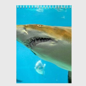 Скетчбук с принтом Тигровая акула в Курске, 100% бумага
 | 48 листов, плотность листов — 100 г/м2, плотность картонной обложки — 250 г/м2. Листы скреплены сверху удобной пружинной спиралью | Тематика изображения на принте: голубое море | океан | рыба
