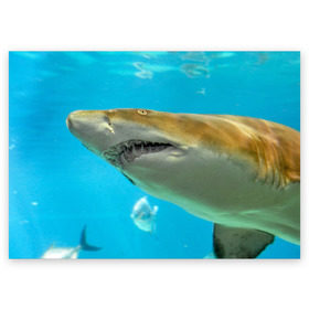 Поздравительная открытка с принтом Тигровая акула в Курске, 100% бумага | плотность бумаги 280 г/м2, матовая, на обратной стороне линовка и место для марки
 | Тематика изображения на принте: голубое море | океан | рыба