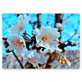 Поздравительная открытка с принтом Весна в Курске, 100% бумага | плотность бумаги 280 г/м2, матовая, на обратной стороне линовка и место для марки
 | 3d | flower | весна | другие | красивые цветы | красные | лето | поле | полевой цветок | прикольные | природа | текстуры | цветочки | цветы