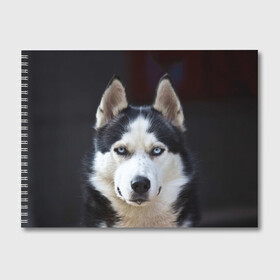 Альбом для рисования с принтом Хаски в Курске, 100% бумага
 | матовая бумага, плотность 200 мг. | dog | лабрадор | мопс | пес | собака | такса | хаски | щеночек