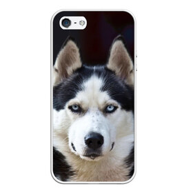 Чехол для iPhone 5/5S матовый с принтом Хаски в Курске, Силикон | Область печати: задняя сторона чехла, без боковых панелей | dog | лабрадор | мопс | пес | собака | такса | хаски | щеночек