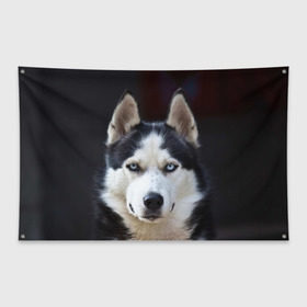 Флаг-баннер с принтом Хаски в Курске, 100% полиэстер | размер 67 х 109 см, плотность ткани — 95 г/м2; по краям флага есть четыре люверса для крепления | dog | лабрадор | мопс | пес | собака | такса | хаски | щеночек