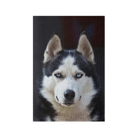 Обложка для паспорта матовая кожа с принтом Хаски в Курске, натуральная матовая кожа | размер 19,3 х 13,7 см; прозрачные пластиковые крепления | Тематика изображения на принте: dog | лабрадор | мопс | пес | собака | такса | хаски | щеночек