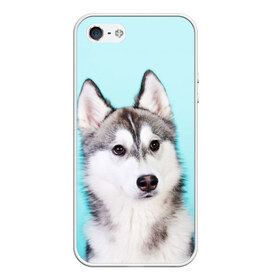 Чехол для iPhone 5/5S матовый с принтом Blue в Курске, Силикон | Область печати: задняя сторона чехла, без боковых панелей | dog | бандит | пес | собака | хаски | хаски бандит | щеночек