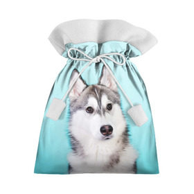 Подарочный 3D мешок с принтом Blue в Курске, 100% полиэстер | Размер: 29*39 см | Тематика изображения на принте: dog | бандит | пес | собака | хаски | хаски бандит | щеночек