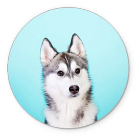 Коврик круглый с принтом Blue в Курске, резина и полиэстер | круглая форма, изображение наносится на всю лицевую часть | dog | бандит | пес | собака | хаски | хаски бандит | щеночек