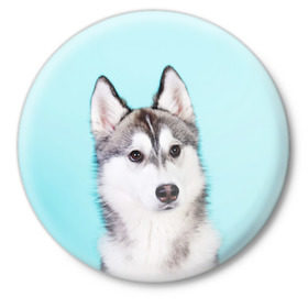 Значок с принтом Blue в Курске,  металл | круглая форма, металлическая застежка в виде булавки | dog | бандит | пес | собака | хаски | хаски бандит | щеночек