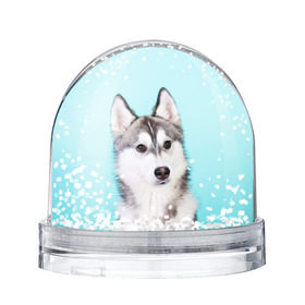 Водяной шар с принтом Blue в Курске, Пластик | Изображение внутри шара печатается на глянцевой фотобумаге с двух сторон | dog | бандит | пес | собака | хаски | хаски бандит | щеночек