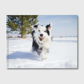 Альбом для рисования с принтом Snow в Курске, 100% бумага
 | матовая бумага, плотность 200 мг. | Тематика изображения на принте: dog | бордер | бордер колли | колли | пес | собака