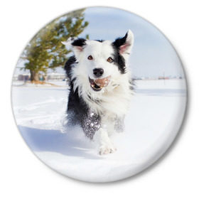 Значок с принтом Snow в Курске,  металл | круглая форма, металлическая застежка в виде булавки | dog | бордер | бордер колли | колли | пес | собака
