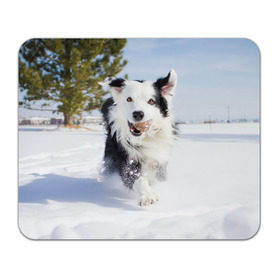 Коврик для мышки прямоугольный с принтом Snow в Курске, натуральный каучук | размер 230 х 185 мм; запечатка лицевой стороны | Тематика изображения на принте: dog | бордер | бордер колли | колли | пес | собака