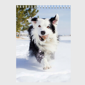 Скетчбук с принтом Snow в Курске, 100% бумага
 | 48 листов, плотность листов — 100 г/м2, плотность картонной обложки — 250 г/м2. Листы скреплены сверху удобной пружинной спиралью | Тематика изображения на принте: dog | бордер | бордер колли | колли | пес | собака