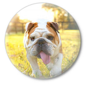 Значок с принтом Funny Dog в Курске,  металл | круглая форма, металлическая застежка в виде булавки | Тематика изображения на принте: dog | английский бульдог | пес | собака
