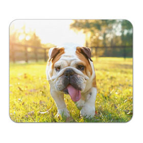 Коврик прямоугольный с принтом Funny Dog в Курске, натуральный каучук | размер 230 х 185 мм; запечатка лицевой стороны | Тематика изображения на принте: dog | английский бульдог | пес | собака
