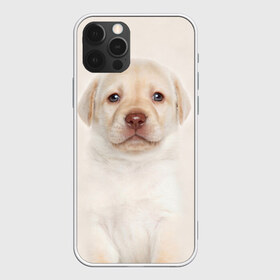 Чехол для iPhone 12 Pro Max с принтом Лабрадор в Курске, Силикон |  | dog | labrador | puppy | порода | собака | собачка | щенок