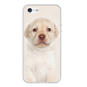 Чехол для iPhone 5/5S матовый с принтом Лабрадор в Курске, Силикон | Область печати: задняя сторона чехла, без боковых панелей | dog | labrador | puppy | порода | собака | собачка | щенок