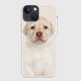 Чехол для iPhone 13 mini с принтом Лабрадор в Курске,  |  | Тематика изображения на принте: dog | labrador | puppy | порода | собака | собачка | щенок