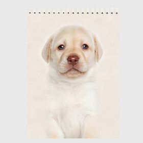 Скетчбук с принтом Лабрадор в Курске, 100% бумага
 | 48 листов, плотность листов — 100 г/м2, плотность картонной обложки — 250 г/м2. Листы скреплены сверху удобной пружинной спиралью | Тематика изображения на принте: dog | labrador | puppy | порода | собака | собачка | щенок