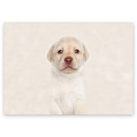 Поздравительная открытка с принтом Лабрадор в Курске, 100% бумага | плотность бумаги 280 г/м2, матовая, на обратной стороне линовка и место для марки
 | Тематика изображения на принте: dog | labrador | puppy | порода | собака | собачка | щенок