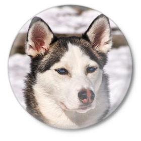 Значок с принтом Хаски в Курске,  металл | круглая форма, металлическая застежка в виде булавки | Тематика изображения на принте: dog | лабрадор | мопс | пес | собака | такса | хаски | щеночек