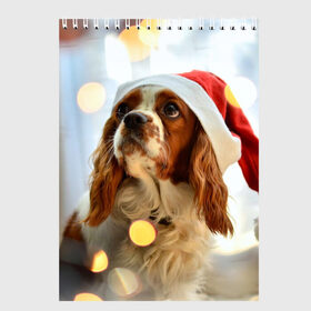 Скетчбук с принтом Рождество в Курске, 100% бумага
 | 48 листов, плотность листов — 100 г/м2, плотность картонной обложки — 250 г/м2. Листы скреплены сверху удобной пружинной спиралью | dog | кавалер кинг чарльз спаниель | новый год | пес | рождество | собака