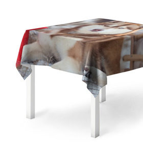 Скатерть 3D с принтом Хаски в Курске, 100% полиэстер (ткань не мнется и не растягивается) | Размер: 150*150 см | dog | лабрадор | мопс | пес | собака | такса | хаски | щеночек