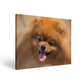 Холст прямоугольный с принтом Милашка в Курске, 100% ПВХ |  | Тематика изображения на принте: dog | пес | померанский | собака | шпиц | щеночек