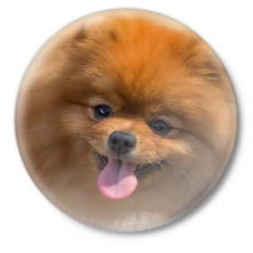 Значок с принтом Милашка в Курске,  металл | круглая форма, металлическая застежка в виде булавки | dog | пес | померанский | собака | шпиц | щеночек